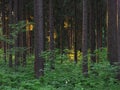 Dence spruce forest in the Vysocina region in Czechia