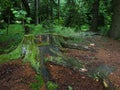 Dence spruce forest in the Vysocina region in Czechia