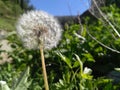 Dandelion drop seed