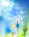 Dendelion on blue sky background Royalty Free Stock Photo