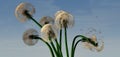 Dendelions blowing in the wind with blue sky Royalty Free Stock Photo