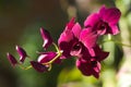 dendobrium orchid, purple Royalty Free Stock Photo