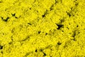 Dendranthemum grandifflora, Yellow flower Royalty Free Stock Photo