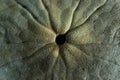 Dendraster excentricus - Sand Dollar - Underside Pattern Royalty Free Stock Photo