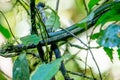 Dendrelaphis formosus snake hiding on the tree in the forest at Mulu national park. Elegant bronzeback Royalty Free Stock Photo