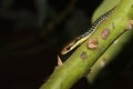 Dendrelaphis haasi, a species of small snake commonly found on Java Island Royalty Free Stock Photo
