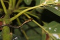 Dendrelaphis haasi, a species of small snake commonly found on Java Island Royalty Free Stock Photo