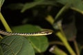 Dendrelaphis haasi, a species of small snake commonly found on Java Island Royalty Free Stock Photo