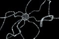 Dendrite Royalty Free Stock Photo