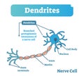 Dendrite biological anatomy vector illustration diagram with nerve cell structure. Royalty Free Stock Photo