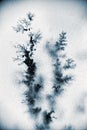 Dendrite crystals branch Royalty Free Stock Photo