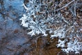 Dendrite crystals formed on the icy surface of forest lake. Close-up, beautiful natural phenomenon