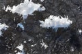 Dendrite crystals formed on the icy surface of forest lake. Close-up, beautiful natural phenomenon