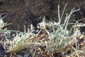 Dendrite crystals formed on the icy surface of forest lake. Close-up, beautiful natural phenomenon