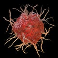 Dendritic cell, antigen-presenting immune cell Royalty Free Stock Photo