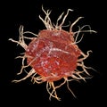 Dendritic cell, antigen-presenting immune cell, illustration Royalty Free Stock Photo
