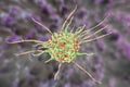 Dendritic cell, antigen-presenting immune cell Royalty Free Stock Photo