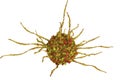 Dendritic cell, antigen-presenting immune cell Royalty Free Stock Photo