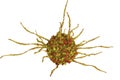 Dendritic cell, antigen-presenting immune cell