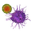 Dendritic cell attacking virus