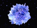 Dendritic cell Royalty Free Stock Photo