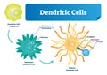 Dendritic cells vector illustration. Anatomical labeled closeup scheme with progenitor, immature, nucleus, antigen and receptor. Royalty Free Stock Photo