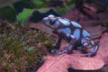 Dendrobates auratus blue Royalty Free Stock Photo