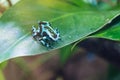 Dendrobates auratus, Caldera morph