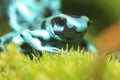 Dendrobates auratus microspot