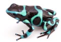 Dendrobates auratus a poison arrow frog