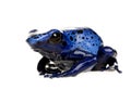 Dendrobates azureus Royalty Free Stock Photo