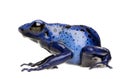 Dendrobates azureus Royalty Free Stock Photo