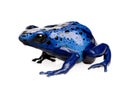 Dendrobates azureus