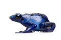 Dendrobates azureus Royalty Free Stock Photo