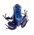 Dendrobates azureus Royalty Free Stock Photo