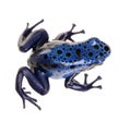 Dendrobates azureus Royalty Free Stock Photo