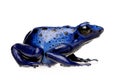 Dendrobates azureus Royalty Free Stock Photo