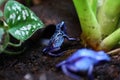 Dendrobates azureus blue frog