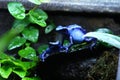Dendrobates azureus blue frog