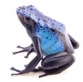 Dendrobates azureus, poison dart or arrow frog Royalty Free Stock Photo