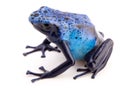 Dendrobates azureus poison dart frog