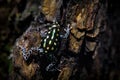 Dendrobates danger frog from central Peru and Brazil. Beautiful blue and yellow amphibian green vegetation, tropic. Ranitomeya Royalty Free Stock Photo