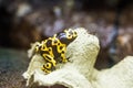 Dendrobates leucomelas