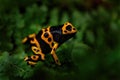 Dendrobates leucomelas, Yellow-banded poison dart frog in nature forest habitat. Small black orange frog frm Venezuela in South