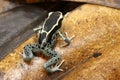 Dendrobates Poison Dart frog walking on a magnolia leaf Royalty Free Stock Photo