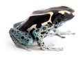 Dendrobates tinctorius Powder Blue Dyeing Poison Arrow Frog Royalty Free Stock Photo