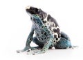 Dendrobates tinctorius Powder Blue Dyeing Poison Arrow Frog
