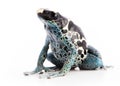 Dendrobates tinctorius Powder Blue Dyeing Poison Arrow Frog Royalty Free Stock Photo