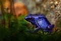 Dendrobates tinctorius `True Sipaliwini`, Dyeing Poison Dart Frog, blue frog in tropical nature. Wildlife scene from French Guia Royalty Free Stock Photo