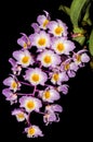 Dendrobium amabile